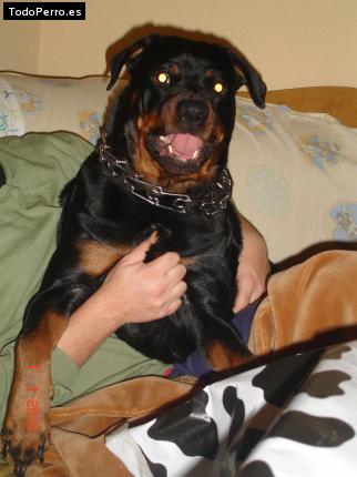 La foto del perro