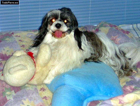La foto del perro