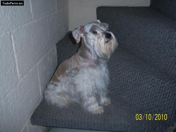 La foto del perro