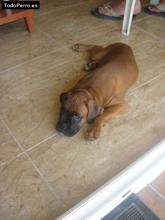 La foto del perro