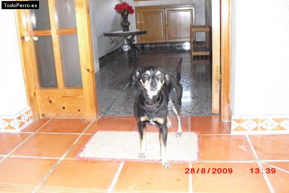 La foto del perro