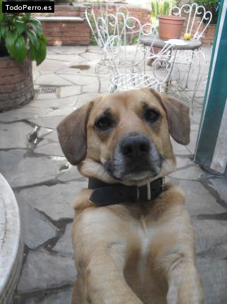 La foto del perro