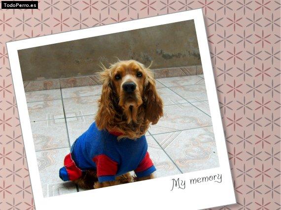 La foto del perro