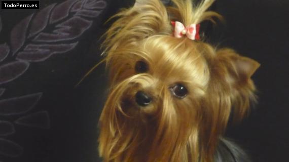 La foto del perro