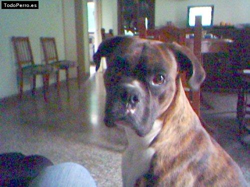 La foto del perro