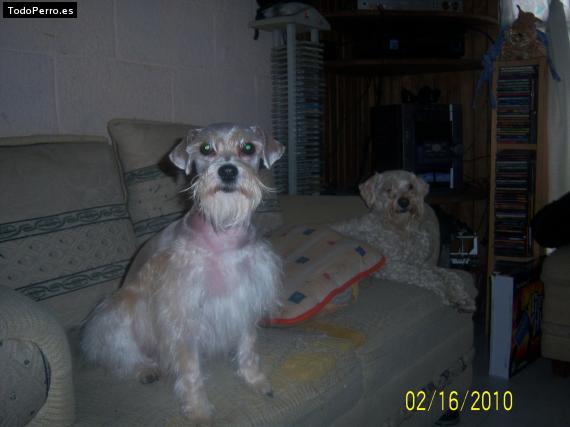 La foto del perro