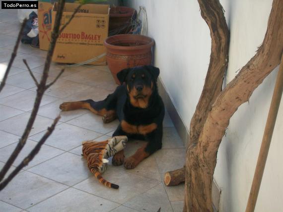 La foto del perro