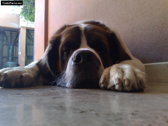 La foto del perro