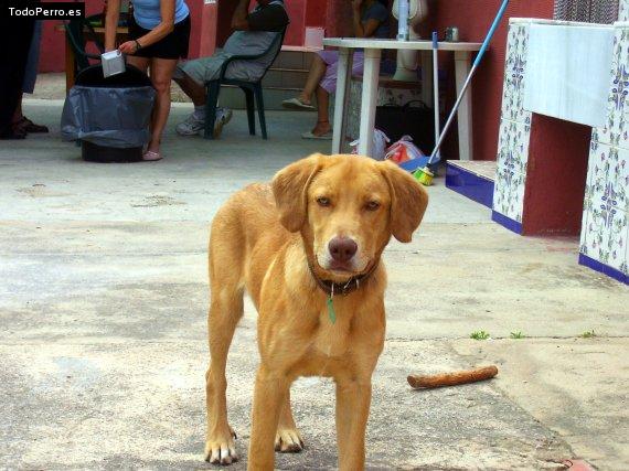 La foto del perro