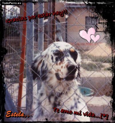 La foto del perro