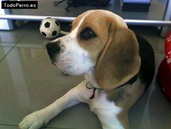 La foto del perro