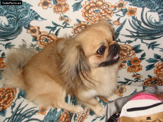 Foto del perro Copo padilla