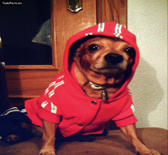 La foto del perro