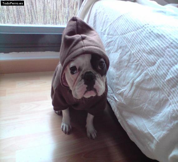 La foto del perro