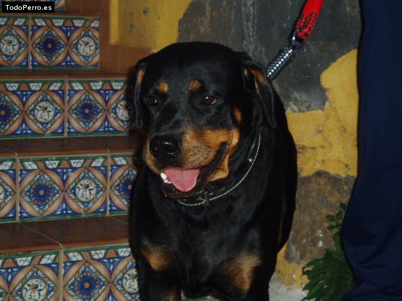 La foto del perro