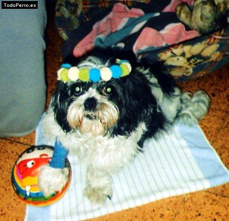 La foto del perro