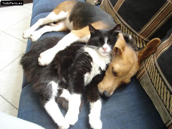 La foto del perro