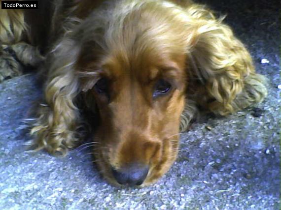 La foto del perro