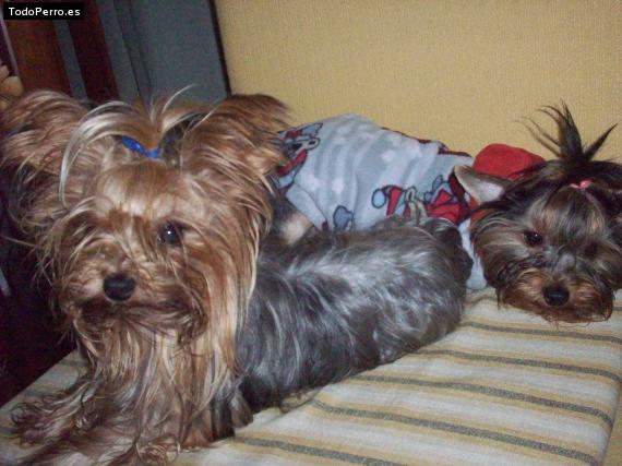La foto del perro