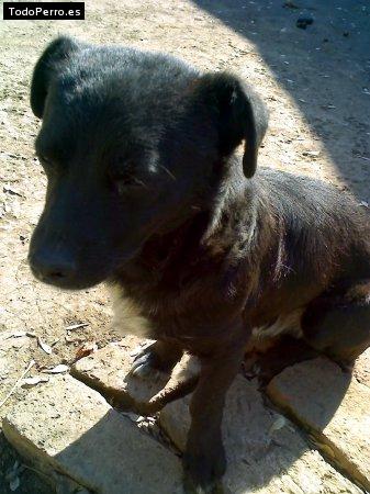 Foto del perro Chucho