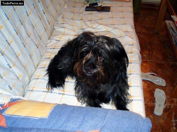 Foto del perro Coco