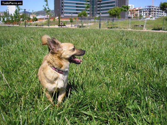 La foto del perro