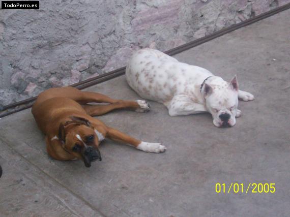 Foto del perro Estrella