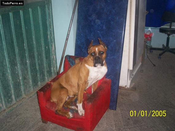 La foto del perro