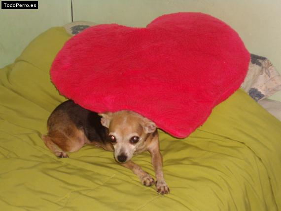 La foto del perro