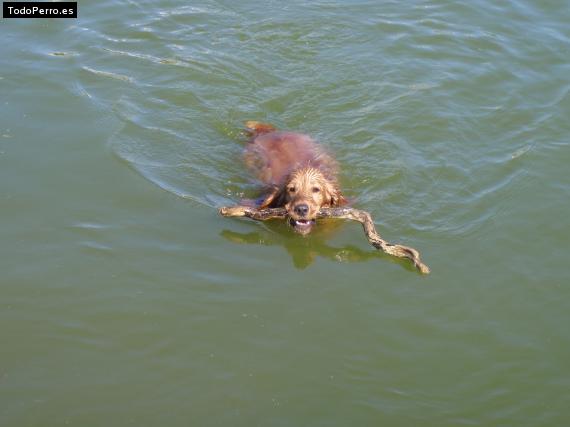 La foto del perro