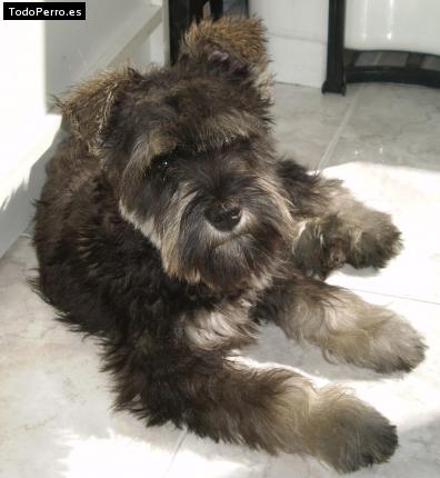 La foto del perro