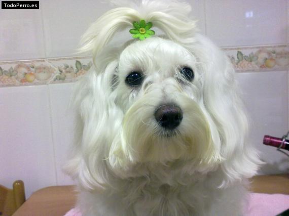 La foto del perro
