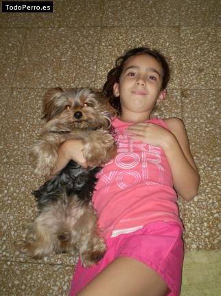 La foto del perro