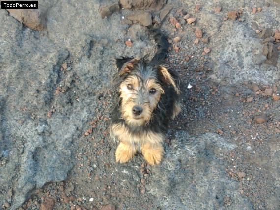 Foto del perro Roony