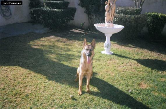 La foto del perro