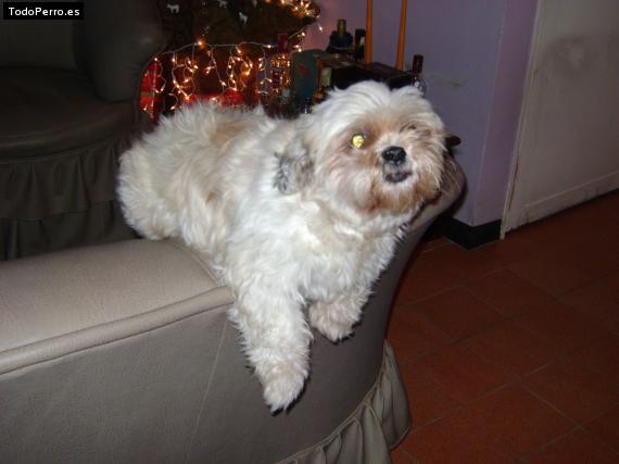 La foto del perro
