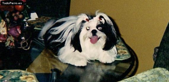 La foto del perro