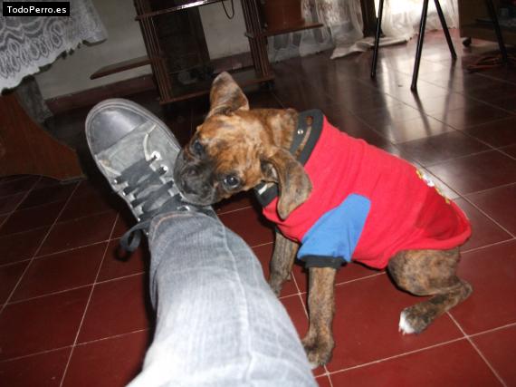 La foto del perro
