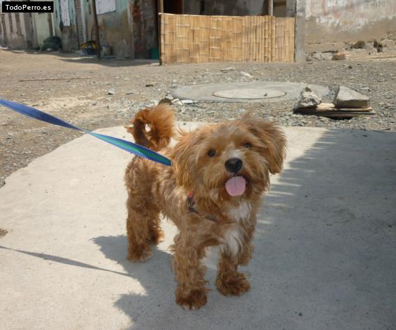 La foto del perro