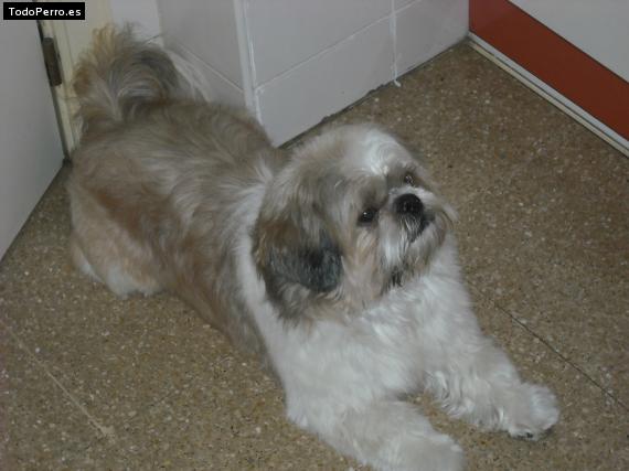 La foto del perro