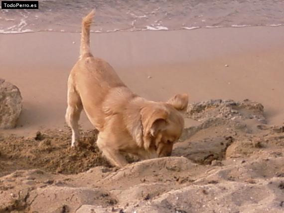 La foto del perro