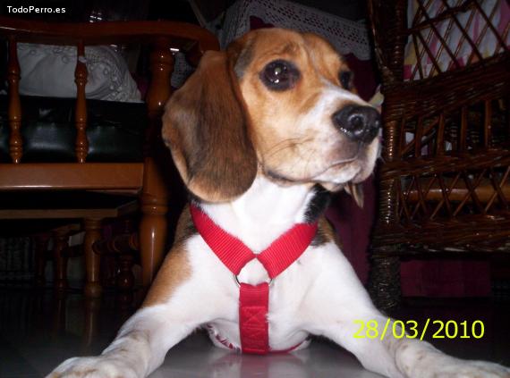 La foto del perro