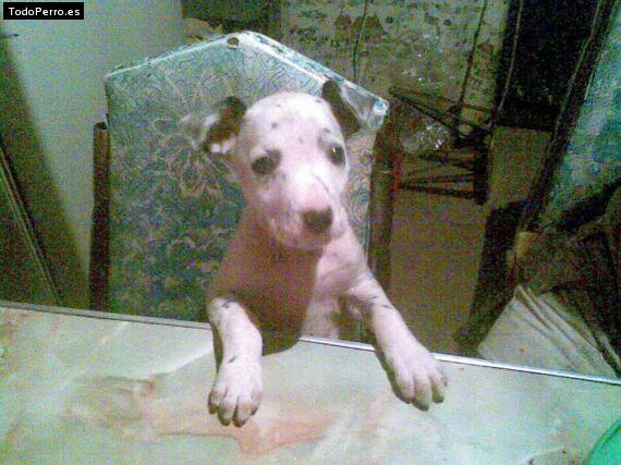 Foto del perro Dolli