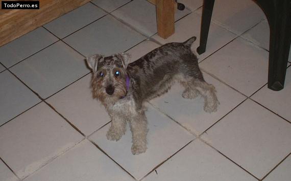 La foto del perro