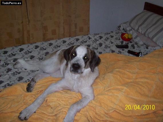 La foto del perro