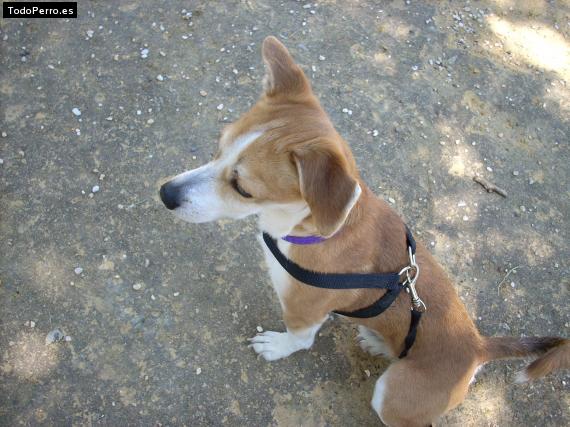 La foto del perro
