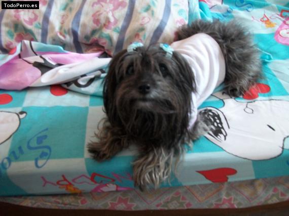La foto del perro