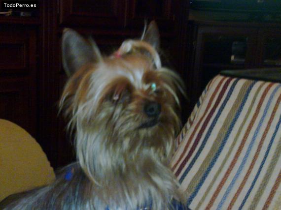 La foto del perro