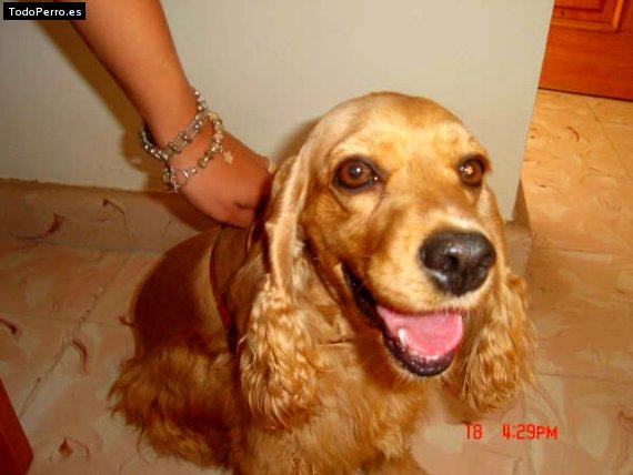 La foto del perro