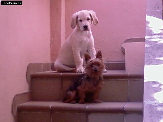 La foto del perro